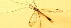 黄色的蚊子属于什么品种