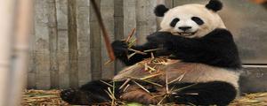 大熊猫的毛都是黑白相间的吗