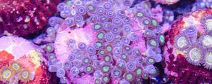 珊瑚虫是不是生物