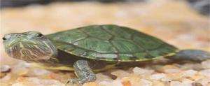 3―5厘米小巴西龟怎么养合适