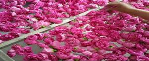 玫瑰花瓣有什么作用自己可以制作爽肤水吗？
