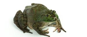 牛蛙和青蛙的区别