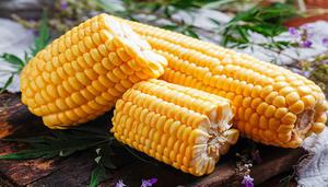 转基因玉米的鉴别方法
