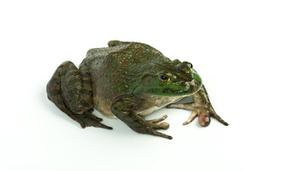 癞蛤蟆和青蛙的蝌蚪有什么区别