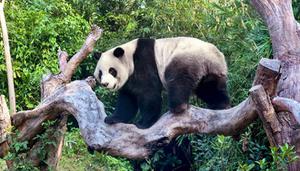 大熊猫冬眠不