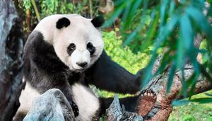 大熊猫和小熊猫有什么区别