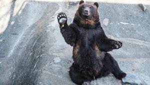 黑熊是国家几级保护动物
