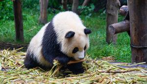 大熊猫属于什么科目