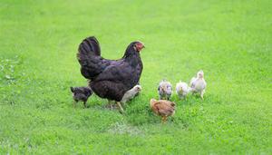 黑水鸡是国家保护动物吗