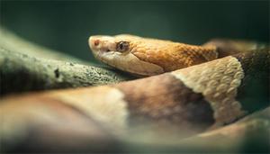 赤链蛇几级保护动物