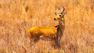 红鬣羚是云南濒危野生动物吗