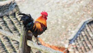 红腹锦鸡是保护动物吗
