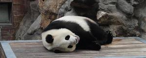 大熊猫的习性