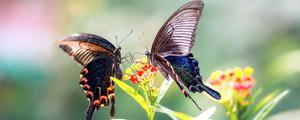 蝴蝶是胎生动物还是卵生动物