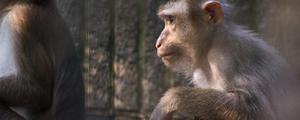 峨眉山的猴子是保护动物吗
