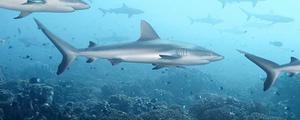 鲨鱼是哺乳动物吗为什么