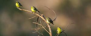 黄雀是几级保护动物