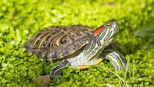 乌龟能在水里呼吸吗