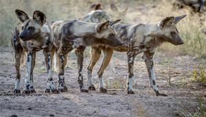 非洲野犬与鬣狗的区别