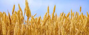 麦子是大米还是面粉