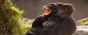 大猩猩吃什么食物