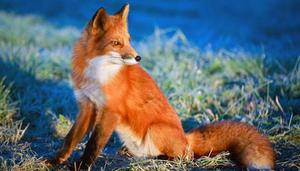 狐假虎威是什么动物