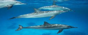 海豚属于国家几级保护