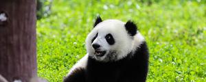 大熊猫的特点和爱好是什么