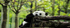 熊猫最爱吃的竹子有什么