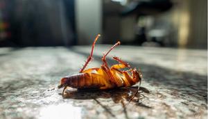 蟑螂有毒吗
