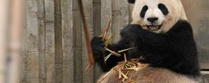 大熊猫生活在哪