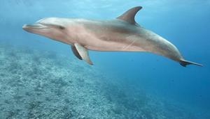 海豚几级保护动物