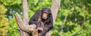 大猩猩和黑猩猩的区别