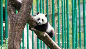 大熊猫的外号是什么