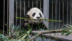大熊猫是和平大使的原因