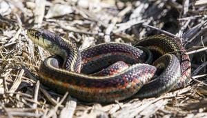 五步蛇是几级保护动物