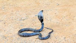 眼镜蛇是几级保护动物