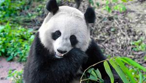 大熊猫的学名是什么