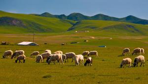 蒙古国的传统产业是什么