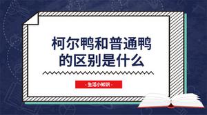 柯尔鸭和普通鸭的区别是什么