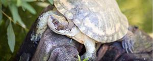 斑点龟是国家保护动物吗