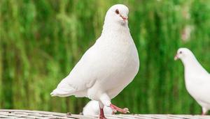 鸽子为什么是和平的象征