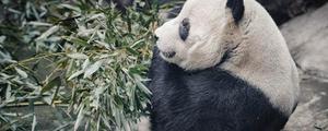熊猫是爬行动物吗