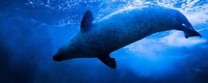 斑海豹是几级保护动物