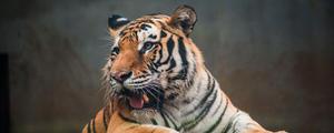 老虎是猫科动物吗
