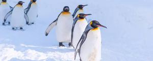 企鹅是什么动物是哺乳动物吗
