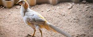 白冠长尾雉是几级保护动物