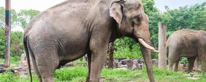 亚洲象是不是云南濒危野生动物