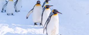 地球上的企鹅全部分布在南半球吗