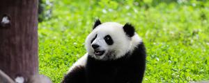 大熊猫的爪子有什么特点